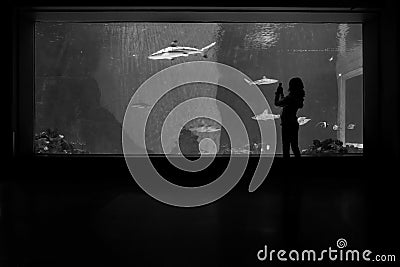 Teen Girl Viewing Large Fish Tank Smart Phone Social Media Posting Images Stock Photo