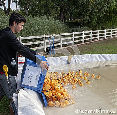 Teen Volunteer Dumps a crate of rubber duckies into the man-made pond during the Rubber Duck Festival Editorial Stock Photo