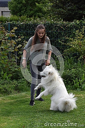 Teenage girl plays with a young samoyed Stock Photo