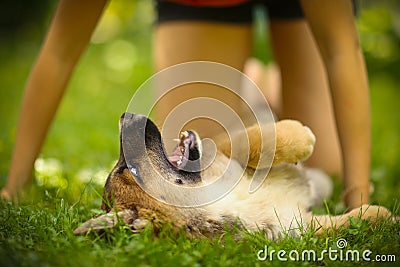 Teenager girl hug puppy shepherd dog close up photo Stock Photo