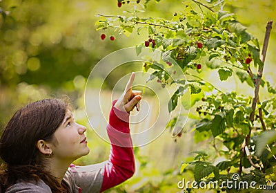 Teenager vegan girl pluck ripe raspberries from bush close up summer photo Stock Photo