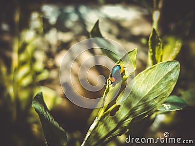 teeny tiny blue bug beautifully shimmers in the sun Stock Photo