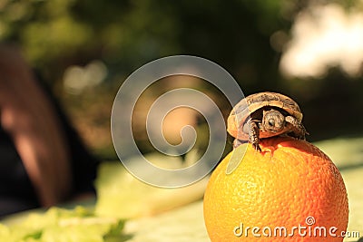 Teeny Tiny Turtle on an Orange Stock Photo