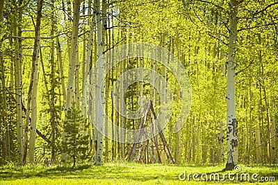 Teepee In Trees Light Fresh Green Forest Scene Stock Photo