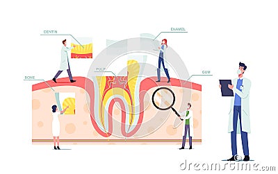 Teeth Anatomy and Structure Concept with Tiny Dentists Doctors Characters at Huge Tooth Infographics with Gum, Pulp Vector Illustration