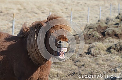 Teeth Bared on an Icelandic Horse Stock Photo