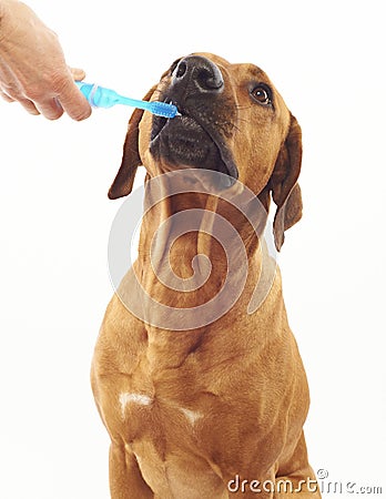 dog teeth brushing Stock Photo