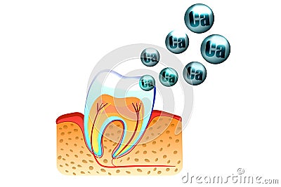 Teeth and calcium Vector Illustration