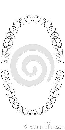 Teeth chart tooth Vector Illustration