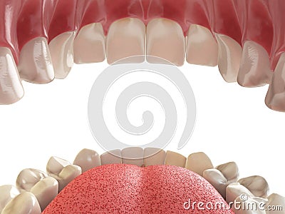 Teeth or dentures. Open human mouth upper and lower jaw. Cartoon Illustration