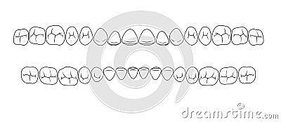 Teeth of fissures Vector Illustration