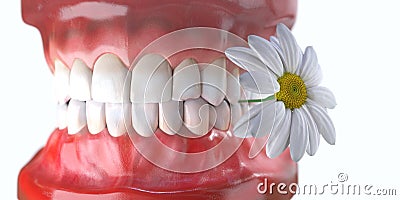 teeth with flower medicine dental health concept Stock Photo