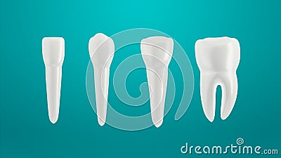 Teeth isolated on green background. Arranged in a row. Incisor, canine premolar and molar. Cartoon Illustration