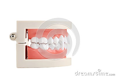 Teeth model Stock Photo