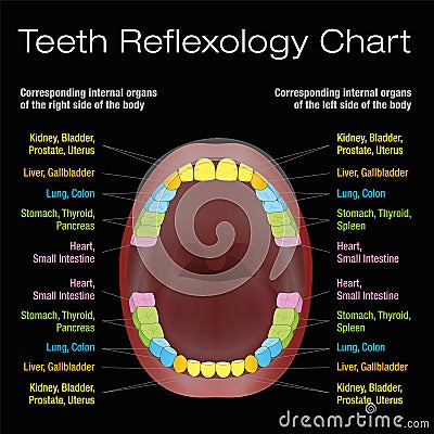 Teeth Reflexology Alternative Dental Health Chart Vector Illustration