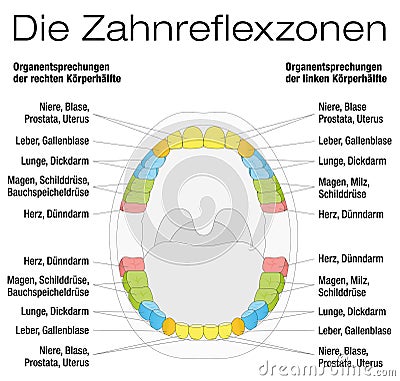 Teeth Reflexology Analogy Chart German Vector Illustration