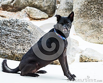 The teeth of an unnatural dog Stock Photo