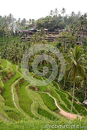Rice terraces. Tegallalang. Gianyar regency. Bali. Indonesia Stock Photo