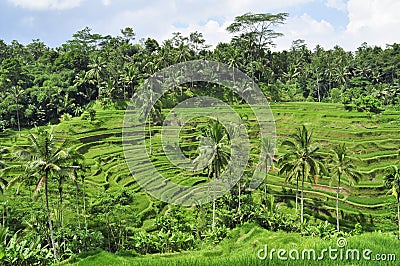 Tegallalang rice fields in Bali, Indonesia Stock Photo