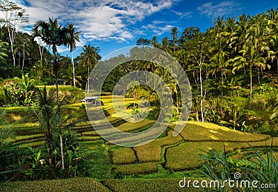 Tegallalang rice fields. Ubud - Bali - Indonesia Stock Photo