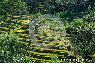 Tegallalang Rice Terrace in Bali, Indonesia Stock Photo