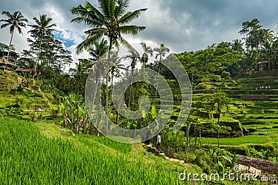 Tegallalang rice terrace, there are terraced paddy filed reclaimed the slope of the mountain in Stock Photo