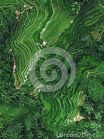 Top Down Aerial View of Tegallalang Rice Terrace, Ubud, Bali, Indonesia Stock Photo