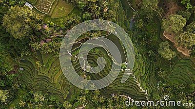 Tegallalang Rice Terraces in Bali aerial view Stock Photo