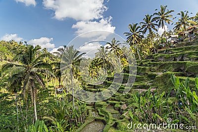 Tegallalang rice terraces in Bali, Indonesia Stock Photo