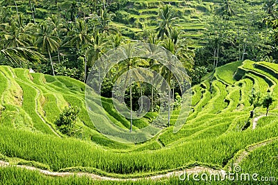 The Tegallalang Rice Terraces in Bali, Indonesia Stock Photo