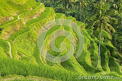 Tegallalang Rice Terraces in Bali, Indonesia Stock Photo