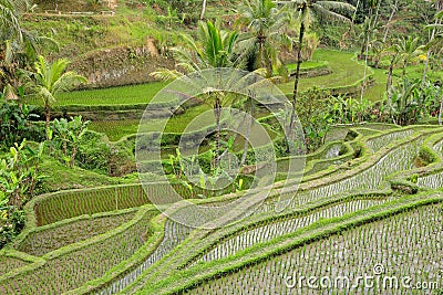 Tegallalang rice terraces - Bali Stock Photo