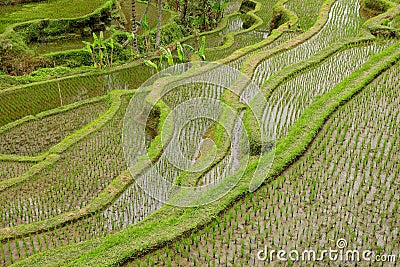 Tegallalang rice terraces - Bali Stock Photo