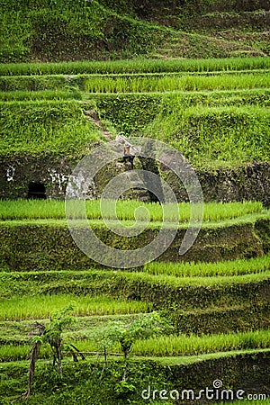 Tegallalang Rice Terraces in Bali Stock Photo