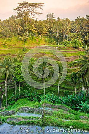 Tegallalang Rice Terraces Stock Photo