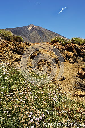 Teide rocks and white flowers Stock Photo