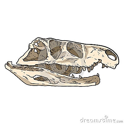 Tekodont reptile fossilized skull hand drawn image. Carnivorous dinosaur fossil illustration drawing Vector Illustration