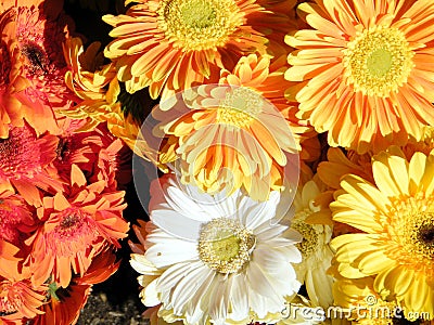 Tel Aviv aster flower 2011 Stock Photo