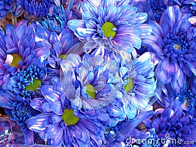 Tel Aviv blue asters August 2012 Stock Photo