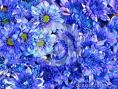 Tel Aviv blue asters on bazaar 2012 Stock Photo