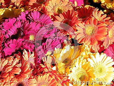 Tel Aviv carpet of asters 2011 Stock Photo