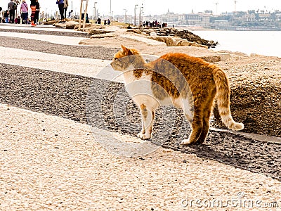 Tel Aviv, Israel - February 4, 2017: Red cat with white spots on the beach of Tel Baruch in Tel Aviv Editorial Stock Photo
