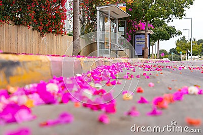 Colorful bougainvillea flowers covering the road in the Tel Aviv University, Israel Editorial Stock Photo