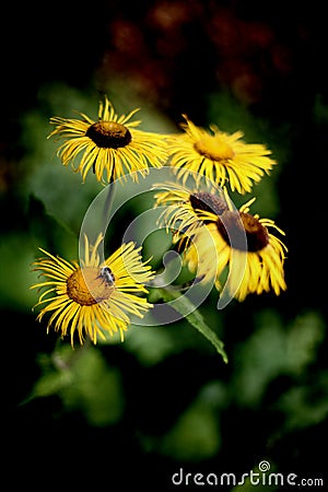 Telekia speciosa - Heartleaf Oxeye Daisy Stock Photo