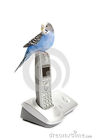 Telephone with budgie Stock Photo