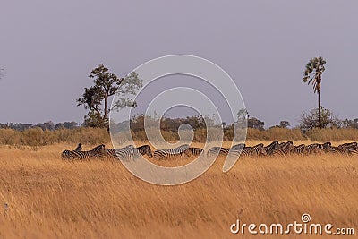 A herd of Zebras roaming the Okavango Delta Stock Photo