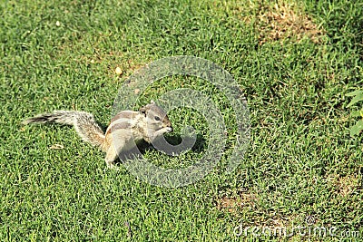 Young Squirrel Eating . Stock Photo