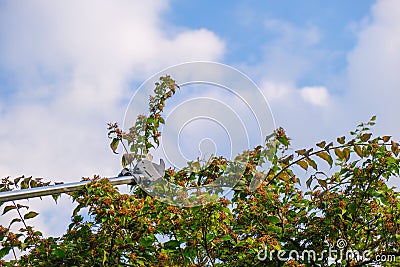 Telescopic shears cut branches on heaven background.telescopic pruner for pruning branches. Pruning Tool.Gardening and Stock Photo