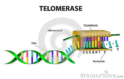 Telomerase elongates telomere Vector Illustration