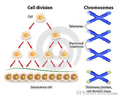 Telomere, cell division and human chromosomes Vector Illustration